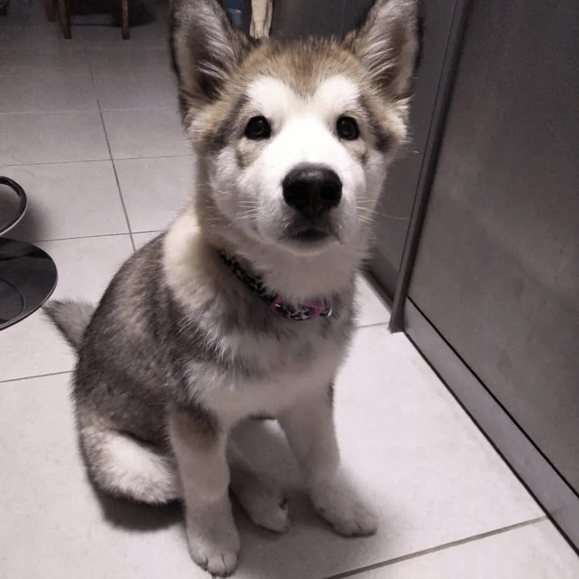 Alaskan Malamute Community Keona