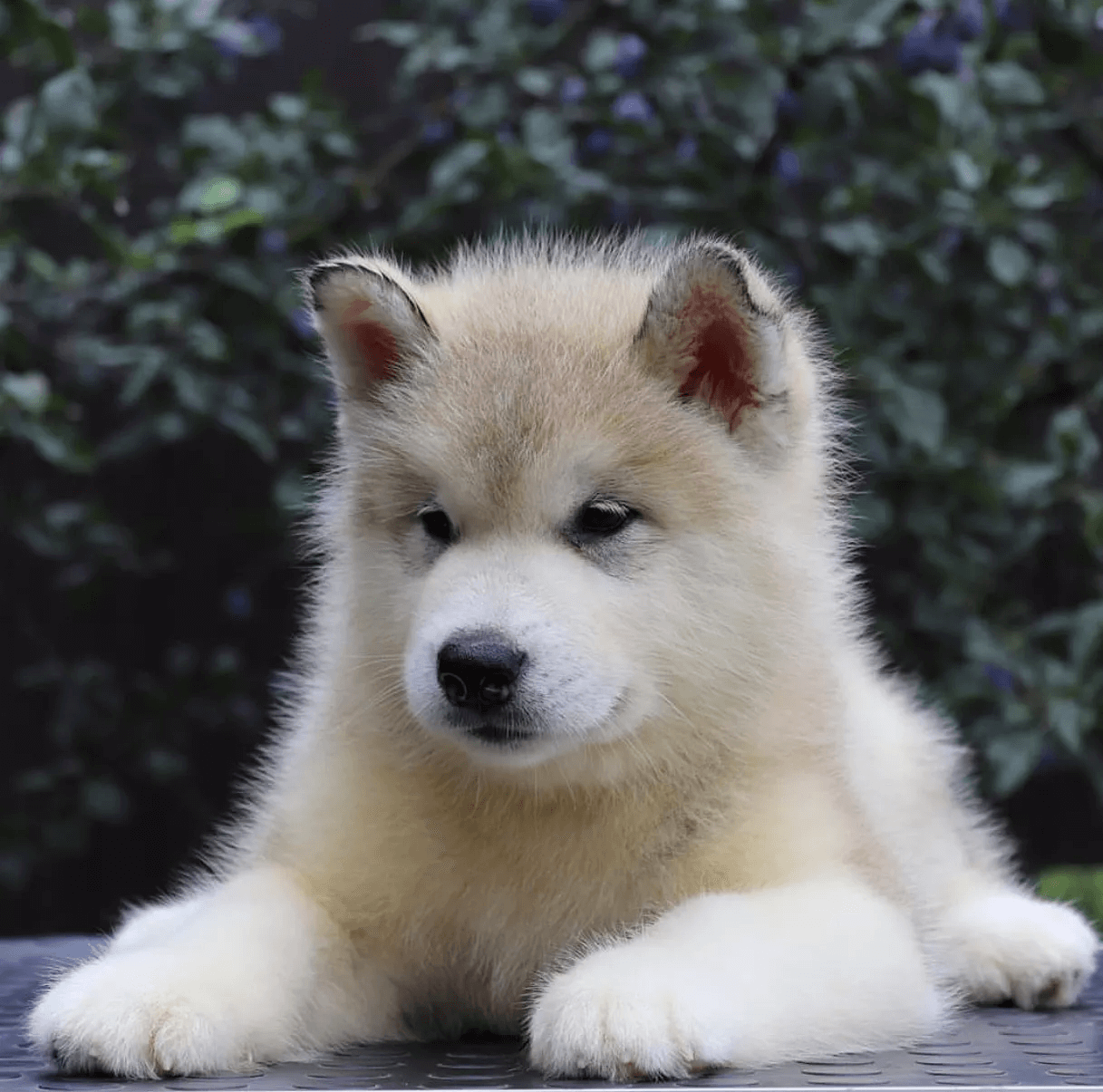 Alaskan Malamute Community Wendy