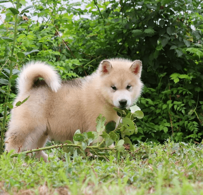 Alex (male) 11 weeks Old