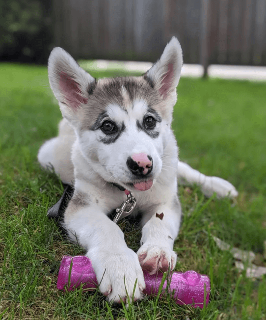 Oprah (Female) 11 weeks Old