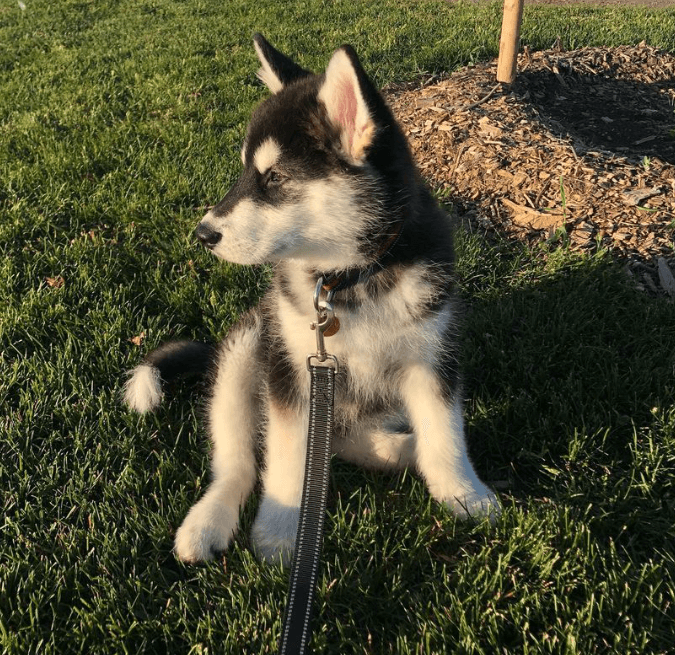 Randy (male) 11 weeks Old