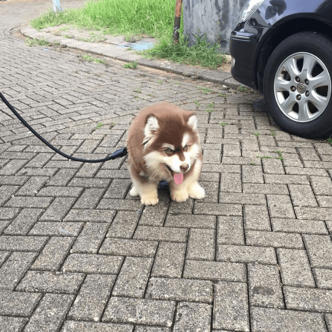 Saint (male) 11 weeks Old