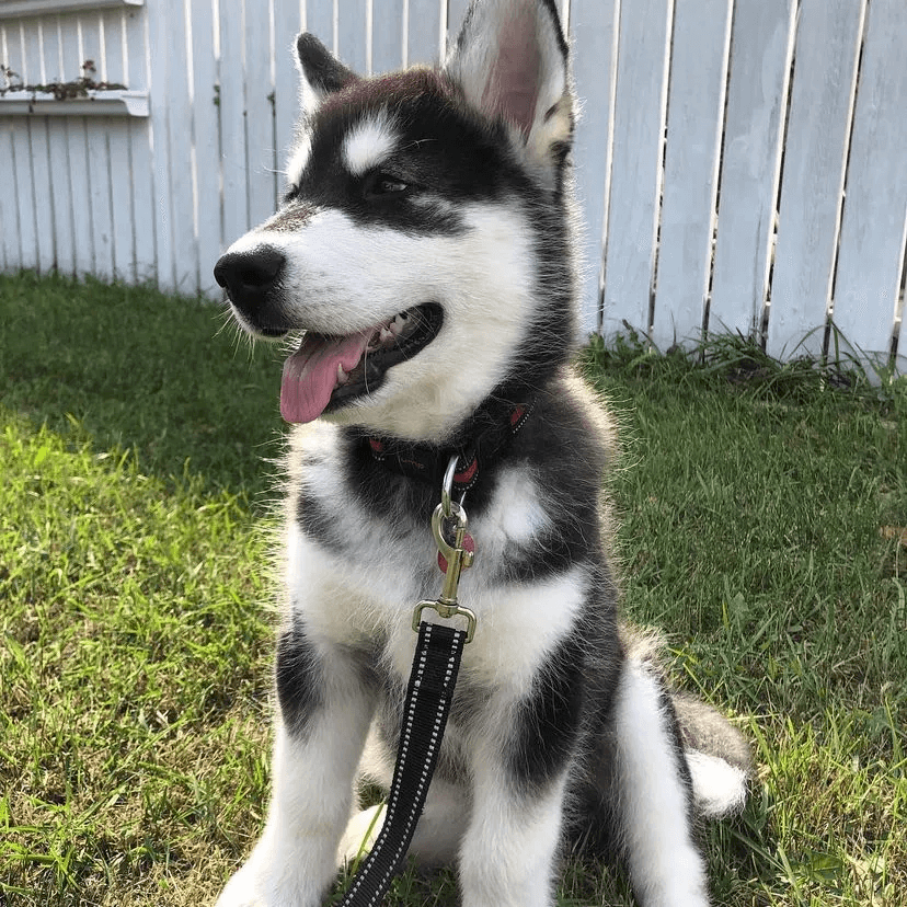 alaskan malamute community Chloe