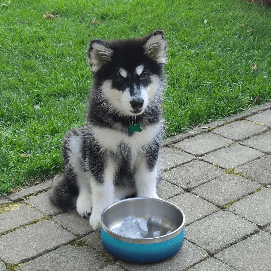 alaskan malamute community max