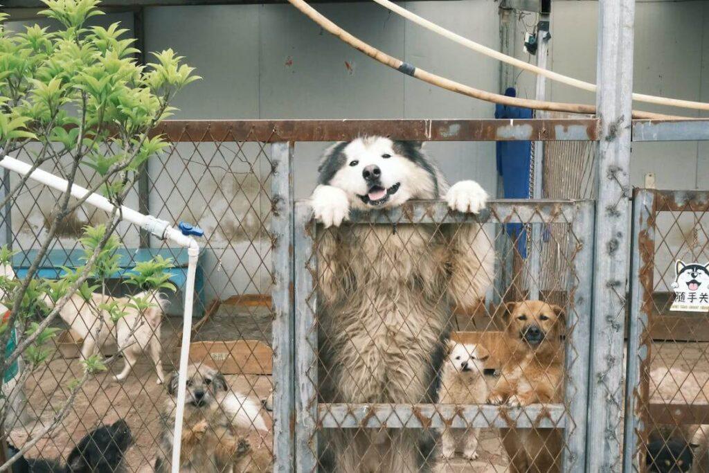 Alaskan malamute community