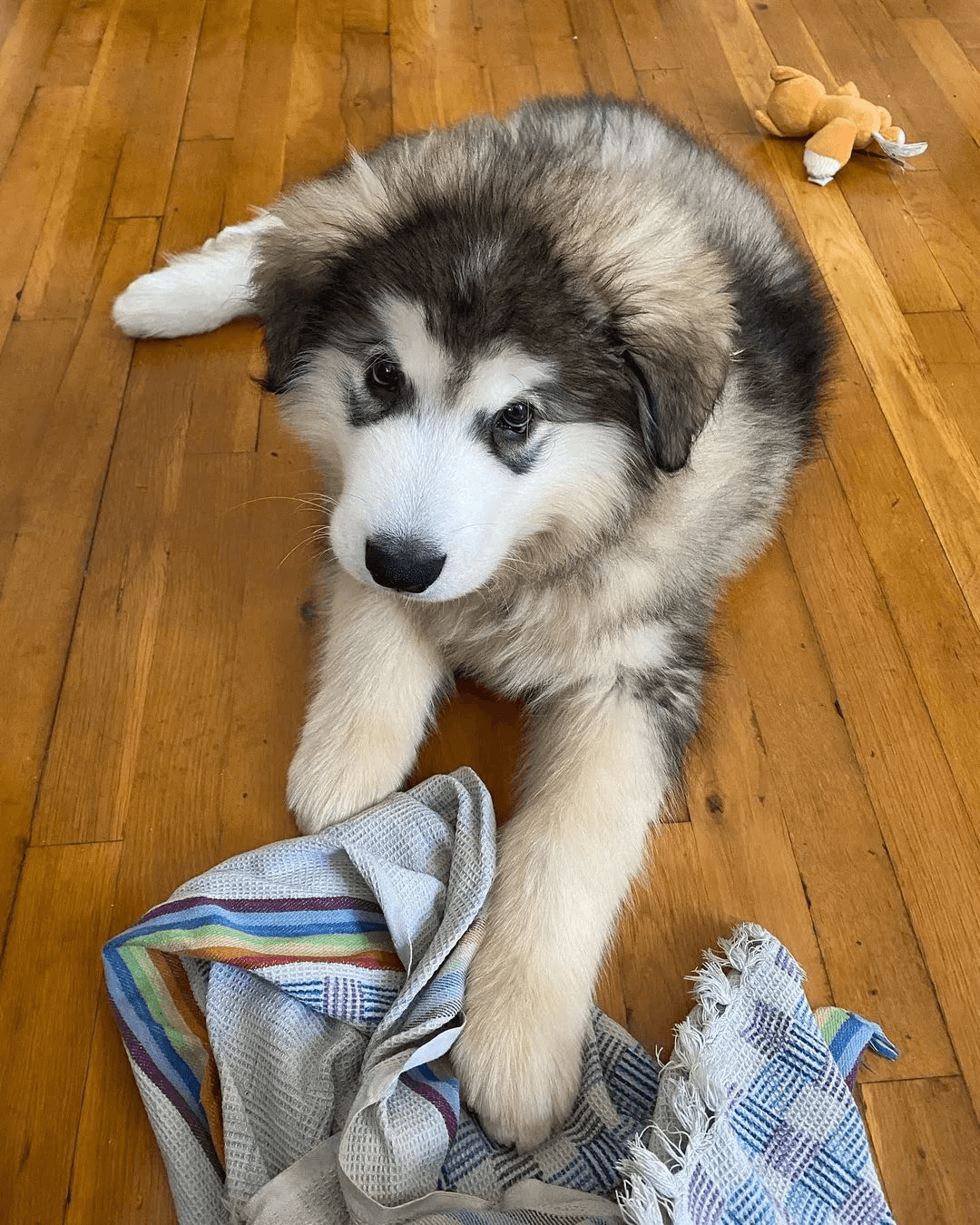 Alaskan malamute community Bryan